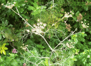 fennel plant