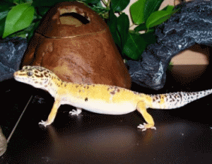 yellow leopard gecko