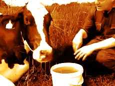 Picture depicting the film The Moo Man (2013)